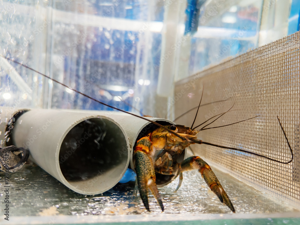 Growing of crayfish. Australian blue crayfish - cherax quadricarinatus ...