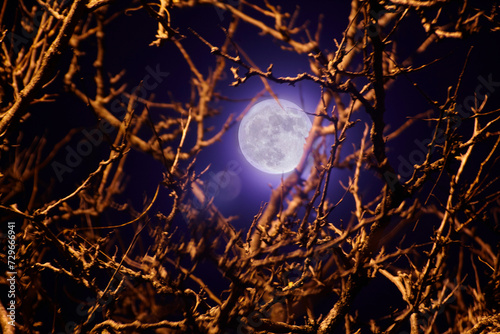 Mystical Super Moon Through Bare Branches, Warm Night Glow