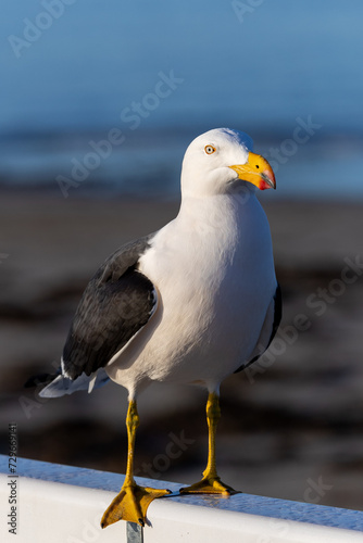 A white seagull on a Jetty in South Australia on September 11th 2023