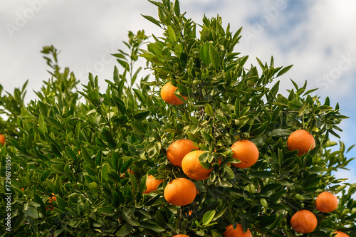 juicy fresh tangerines in a garden in Cyprus in winter 10