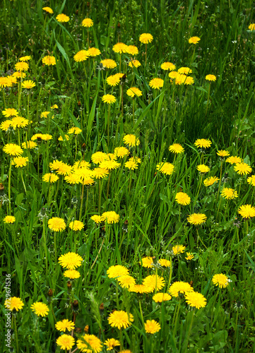 bright yellow dandelions growing among green grass