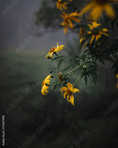 Yellow flowers on a cold and damp morning. Background of a field and green leaves with dew drops. Cloudy afternoon after the rain with flowers blooming near the forest.