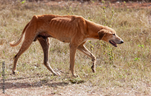 skinny vagabond dog ,neglected by owners, stray walking outdoors on dry grass in a hot day