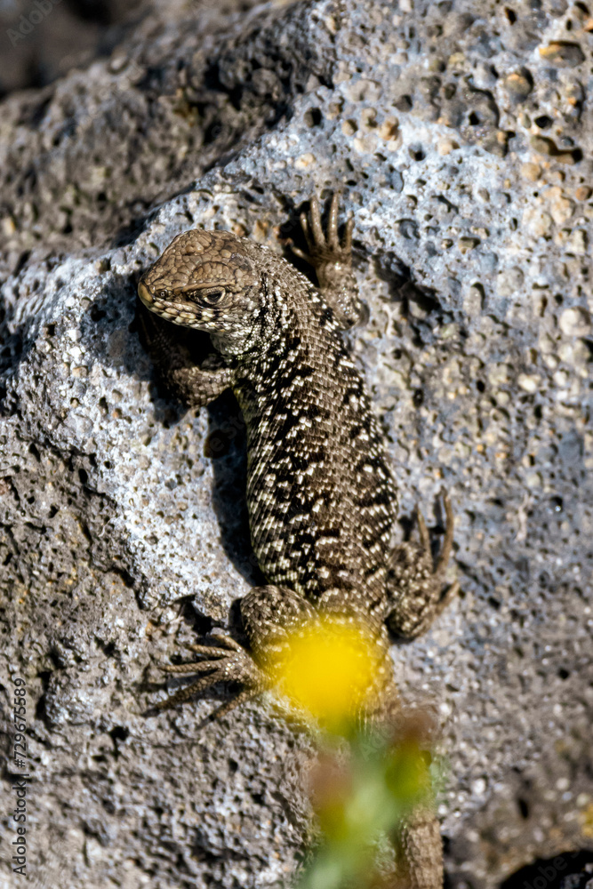 Obraz premium Small alligator, Microlophus albemarlensis.