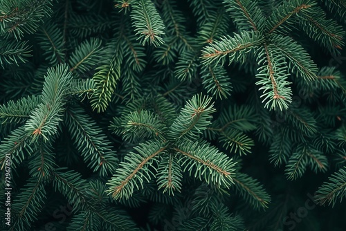 Christmas background with a close-up of green fir tree branches A moody and dark design for seasonal quotes and messages