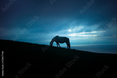 silhouette of horse © derek