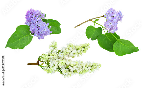Set of twigs of white and purple lilac isolated on transparent background. 