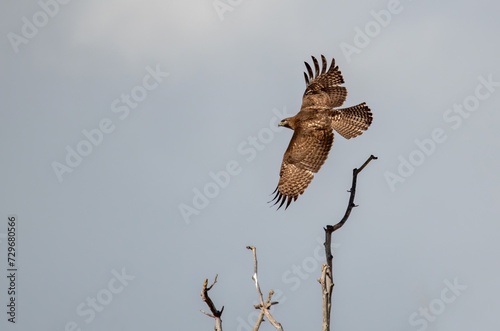 red tailed hawk taking off from a bare tree against a cloudy sky in Irvine