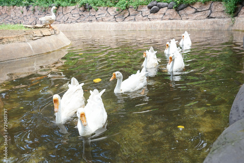 Fototapeta Naklejka Na Ścianę i Meble -  a group of white swans lined up swimming in a fish pond at the zoo