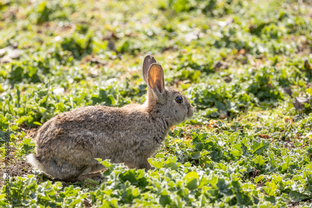 Fototapeta premium Wild European Rabbit (Oryctolagus cuniculus) in Casa de Campo, Madrid, Spain