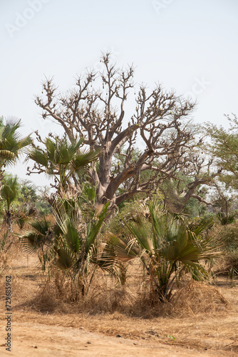 un baobab dans la savane africaine au Sénégal 