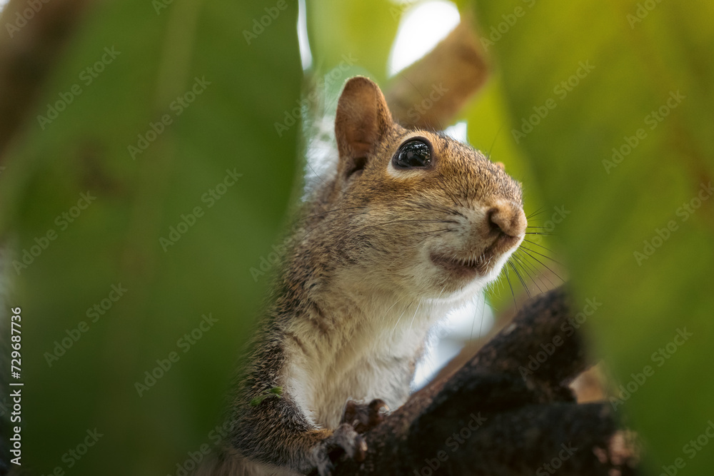Squirrel's Close-Up: Peeking Between Leaves Squirrel's Close-Up: Peeking Between Leaves