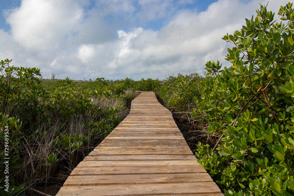 Fototapeta premium Boardwalk through the mangroves