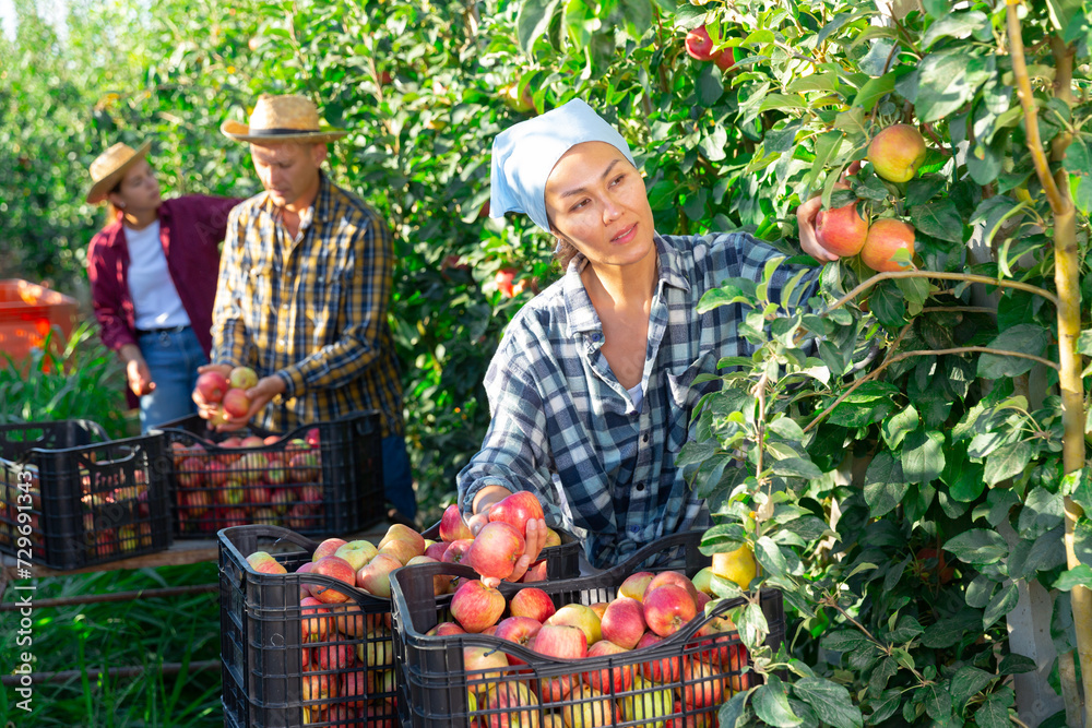Fototapeta premium Skilled Asian female farmer with team of workers gathering crop of ripe red apples in summer orchard. Harvest time