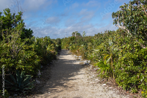 Trail through a tropical forest