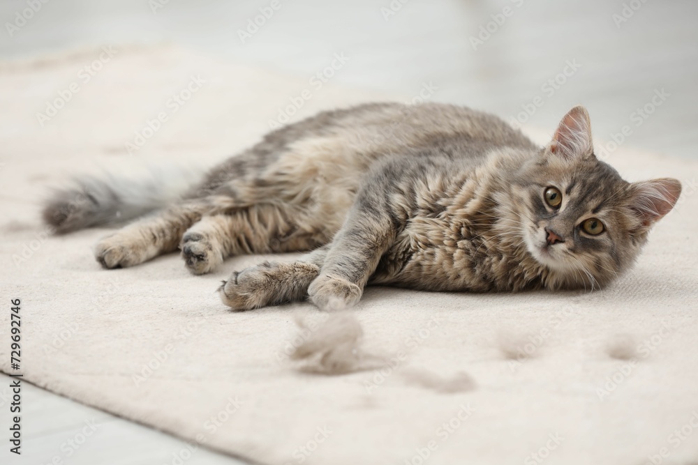 Cute cat and pet hair on carpet indoors Cute cat and pet hair on carpet indoors