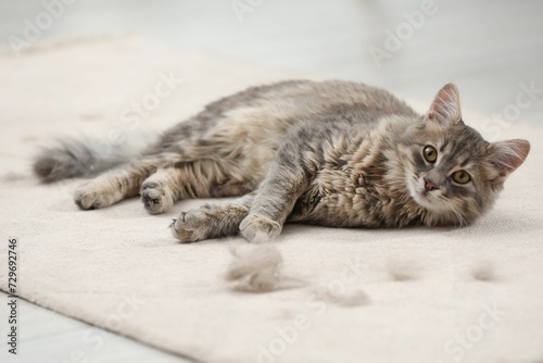 Bilde på lerret Cute cat and pet hair on carpet indoors