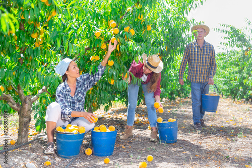 Workers harvesting yellow peaches in plantation. They putting them into buckets.