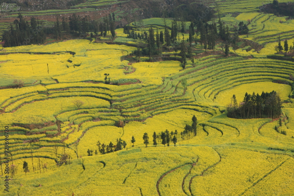 The Golden Canola Fields of China.
The rapeseed flowers are in full bloom, Luoping becomes an ocean of golden flowers and attracts photography enthusiasts from home and abroad.
Yunnan,China 