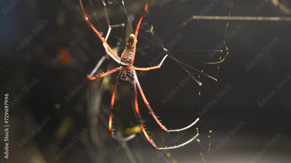 A golden Orb weaver spider is sitting in the spider Web. A golden Orb weaver spider is sitting in the spider Web.