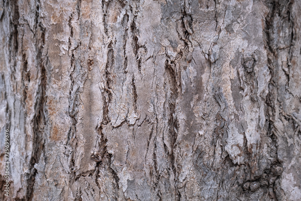 eucalyptus tree bark. tree trunk with peeled bark. eucalyptus tree bark. tree trunk with peeled bark.