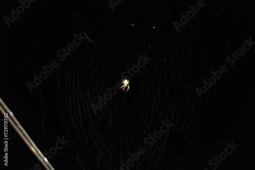 Garden Orb Weaver at the Center of an Enchanting Spiderweb