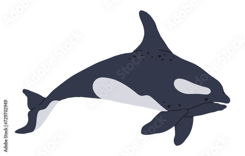 Hand drawn orca. Wild sea killer whale, underwater mammal animal, cute orca swim in ocean flat vector illustration. Aquatic killer whale on white