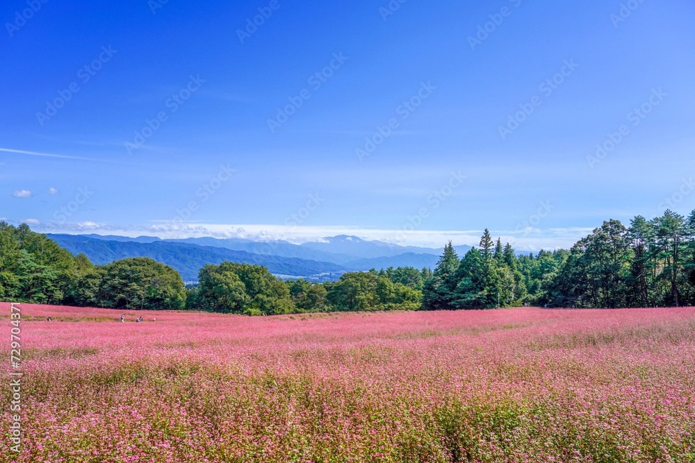 青い山並みをバックに見る満開の赤蕎麦畑の情景