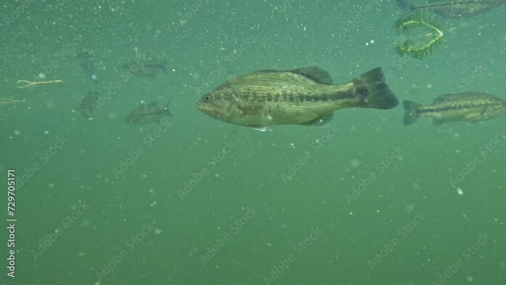 A serene school of black bass (largemouth bass) elegantly swims just beneath the water’s surface, creating a captivating mirror effect. A serene school of black bass (largemouth bass) elegantly swims just beneath the water’s surface, creating a captivating mirror effect.
