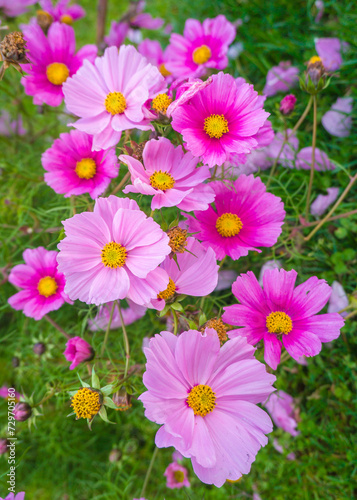 Pink cosmos flowers growing in the garden. Wide-angle top view.