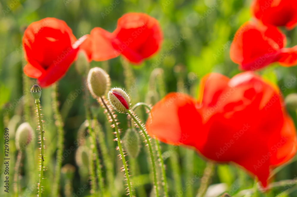 Naklejka premium Red poppy flowers with seed capsules blossoming in a grain field with soft green background