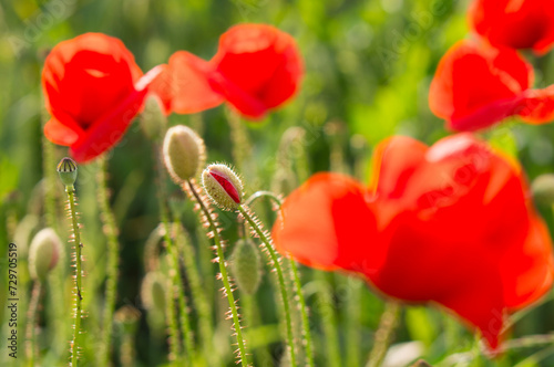 Red poppy flowers with seed capsules blossoming in a grain field with soft green background