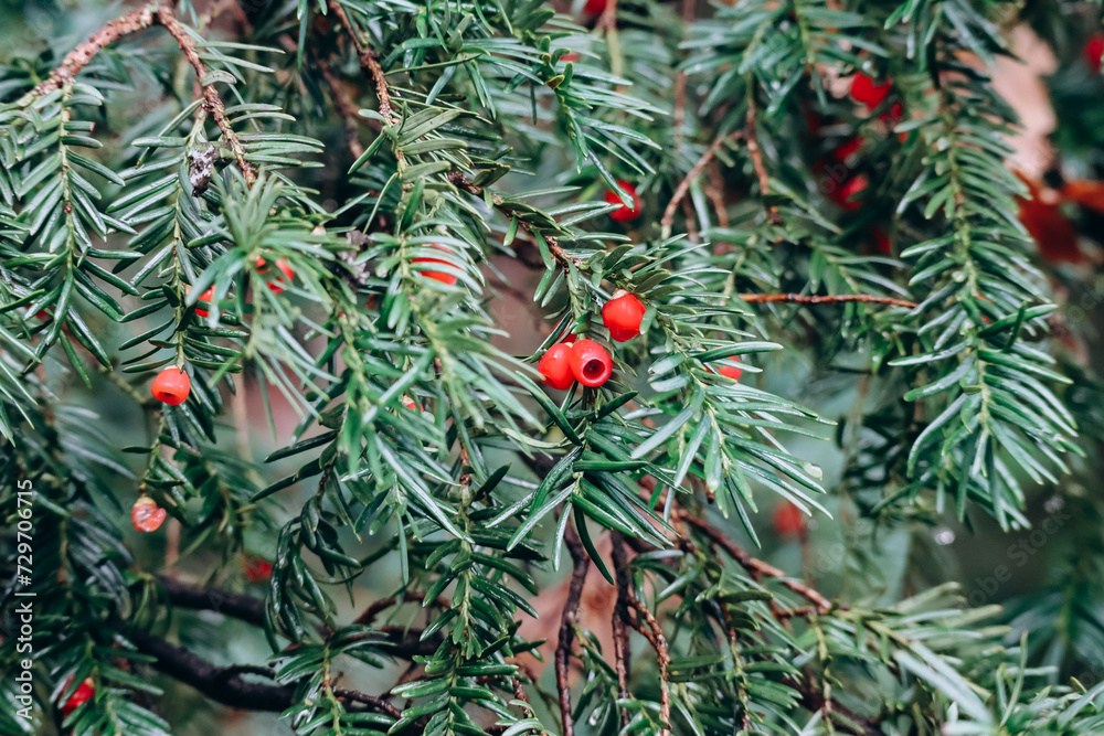 Taxus baccata, a species of evergreen tree in the family Taxaceae ...