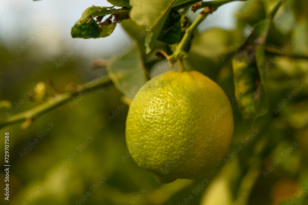 juicy fresh lemons in a garden in Cyprus in winter 10