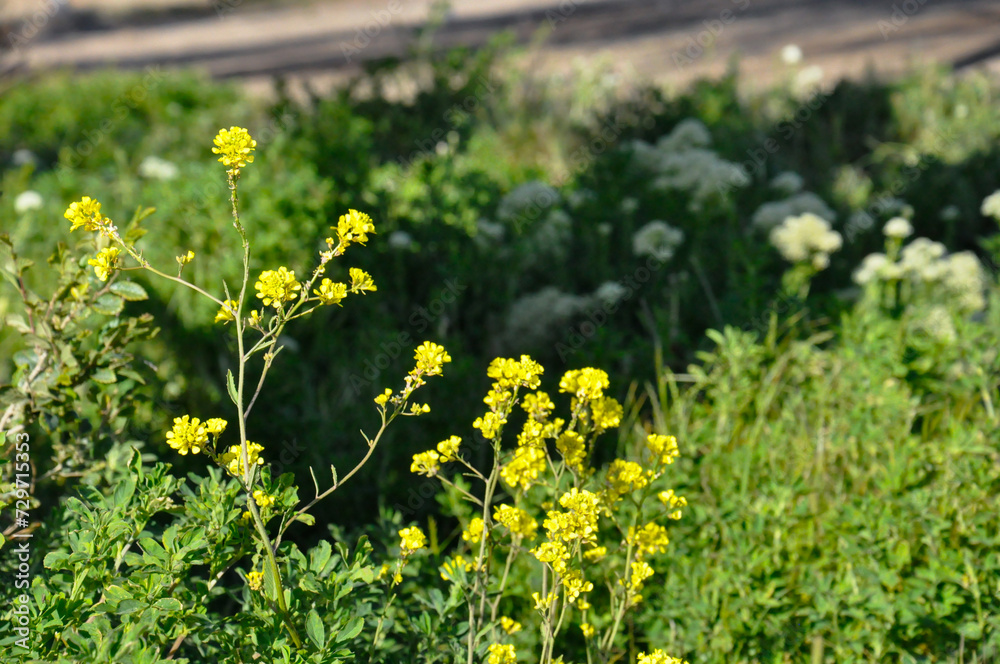 Obraz premium mañana..