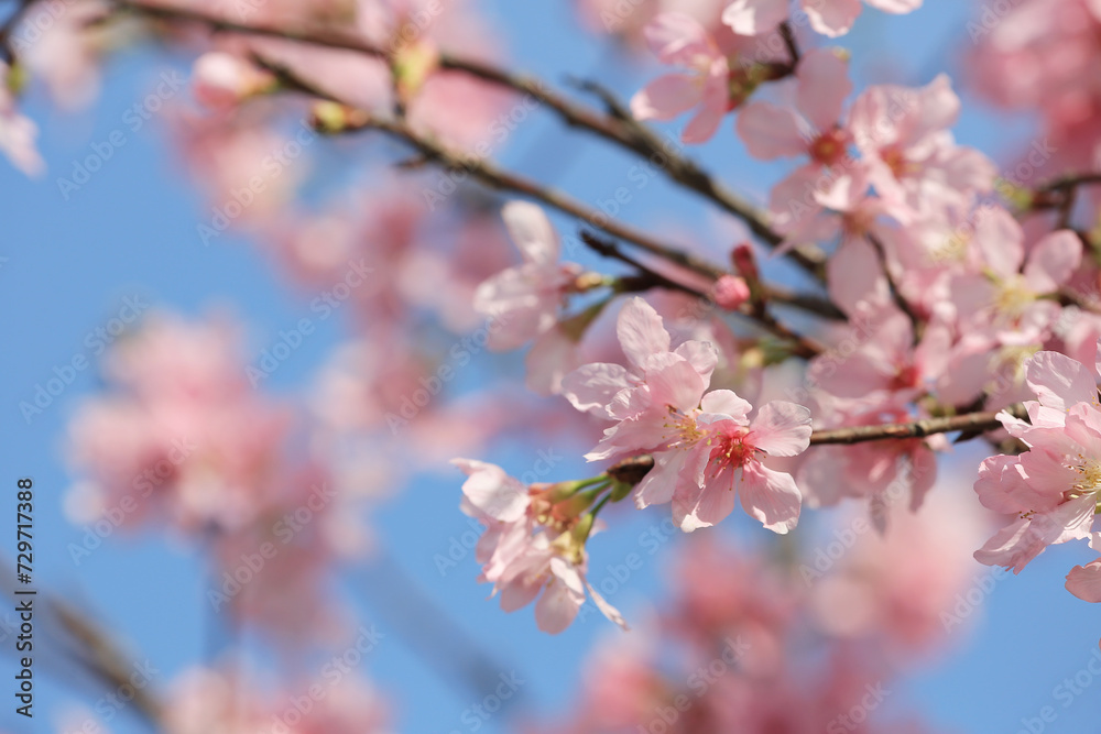 a Cherry blossoms in full bloom, under blue spring sky.