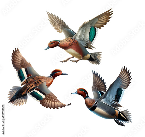 A set of Cinnamon Teal Ducks isolated on a transparent background © Shoofly 3D