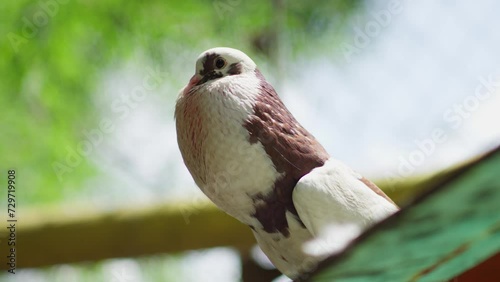 Closeup of mutated pigeon grown with big chest photo