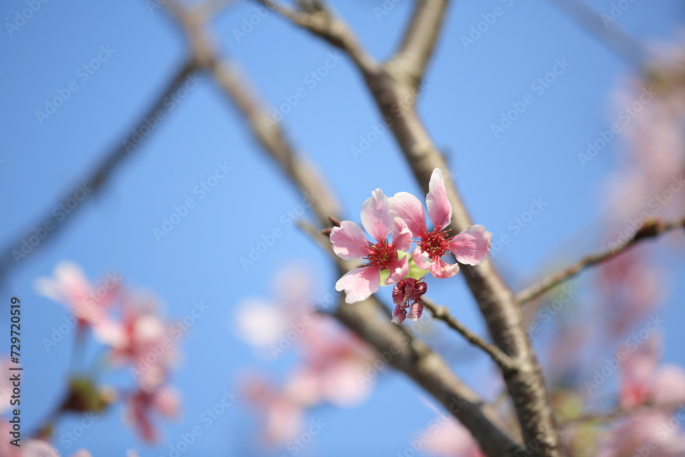 a Cherry blossoms in full bloom, under blue spring sky. a Cherry blossoms in full bloom, under blue spring sky.
