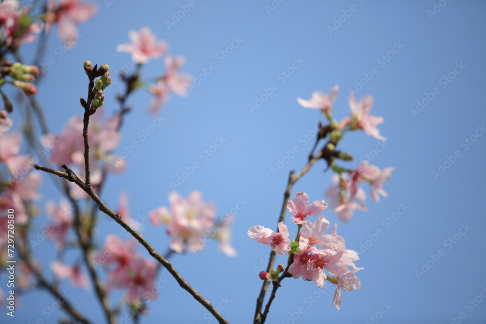 a Cherry blossoms in full bloom, under blue spring sky. a Cherry blossoms in full bloom, under blue spring sky.
