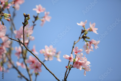 a Cherry blossoms in full bloom, under blue spring sky.