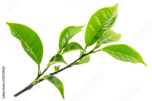 Vibrant Green Tea Leaves on Branch