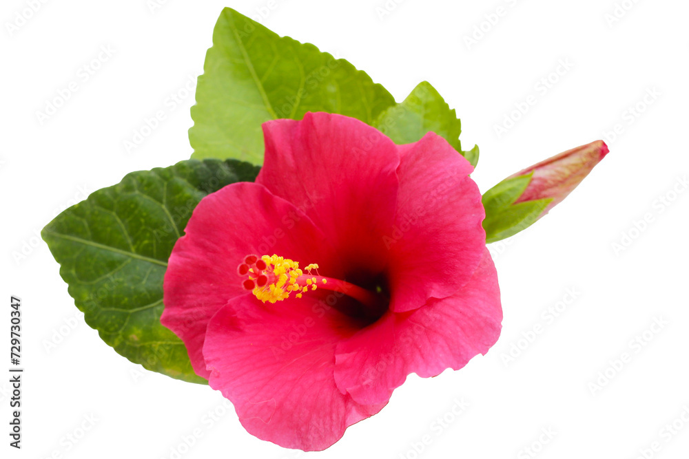 Hibiscus flower with green leaves Hibiscus flower with green leaves