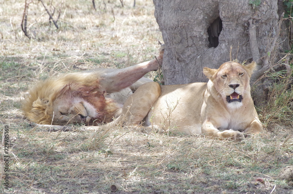 Naklejka premium Lion Couple Lounging Under a Tree, Tanzania
