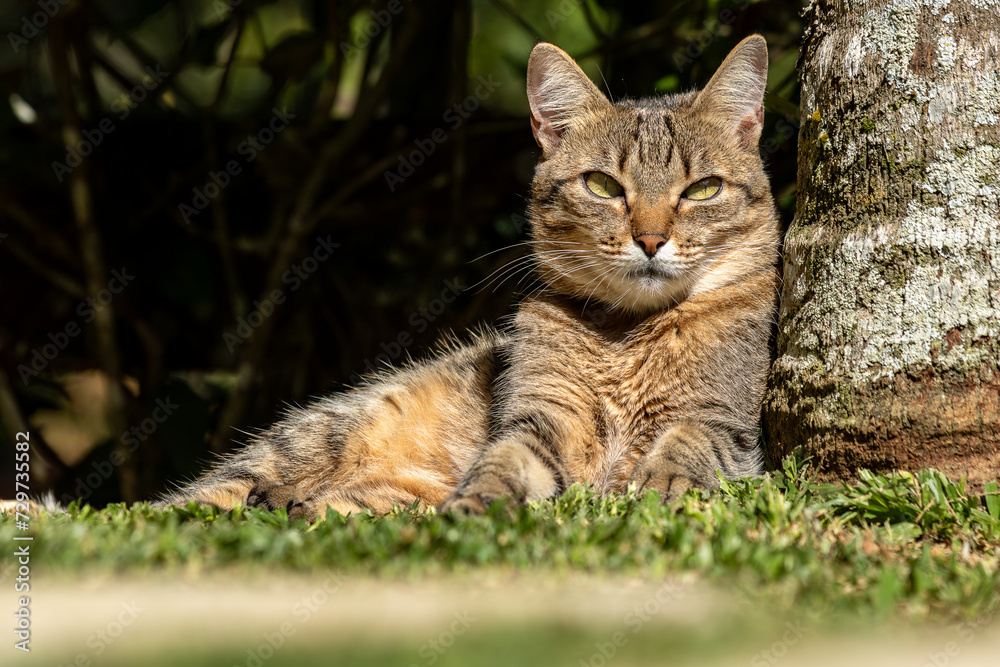 gato relaxando à sombra ao lado de uma árvore