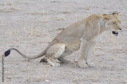 One Female Lion Defecating in the Wild, Tanzania