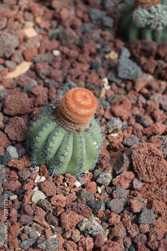 A cactus plant in rocks and gravel