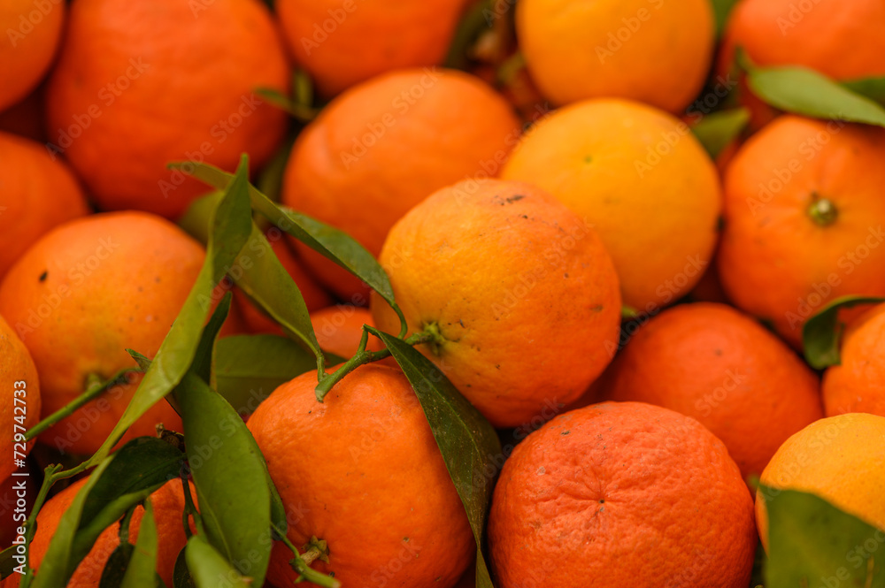 juicy fresh tangerines in boxes for sale in Cyprus in winter 7 juicy fresh tangerines in boxes for sale in Cyprus in winter 7