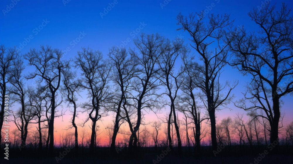 A group of trees stands silhouetted against a rich blue twilight sky their branches reaching towards the fading sunlight. A group of trees stands silhouetted against a rich blue twilight sky their branches reaching towards the fading sunlight.