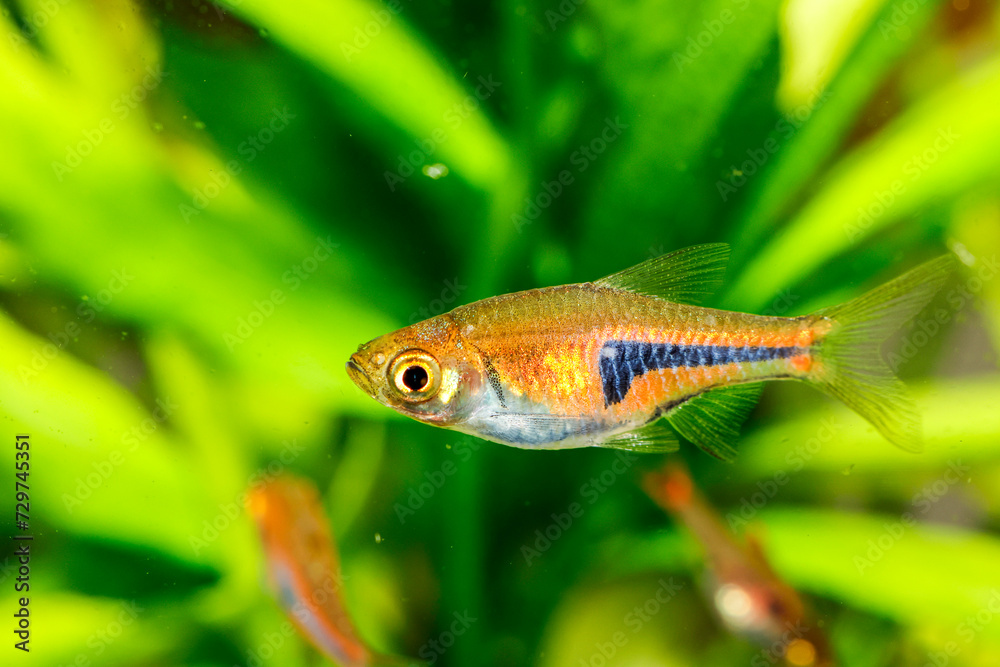 False Harlequin rasbora, Lambchop rasbora, scientific name is Trigonostigma espei, in freshwater aquarium. False Harlequin rasbora, Lambchop rasbora, scientific name is Trigonostigma espei, in freshwater aquarium.